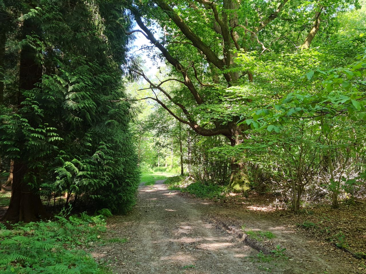 2025-05-15 05 Stansted Park Walk B.jpg