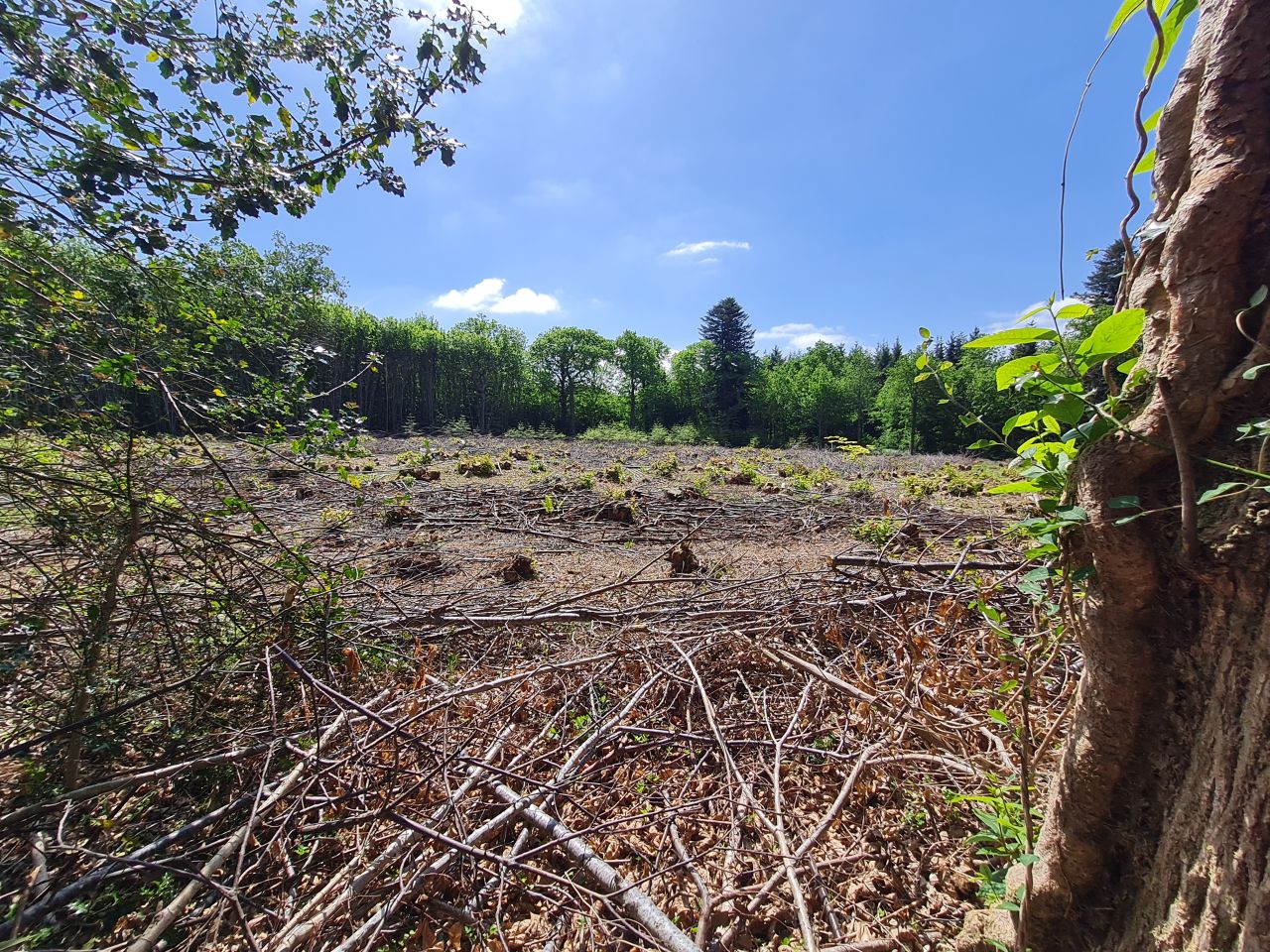 2025-05-15 08 Stansted Park Walk B.jpg