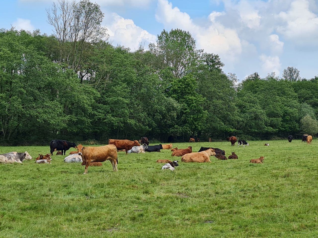 2024-05-17 20 Barsham Loop.jpg