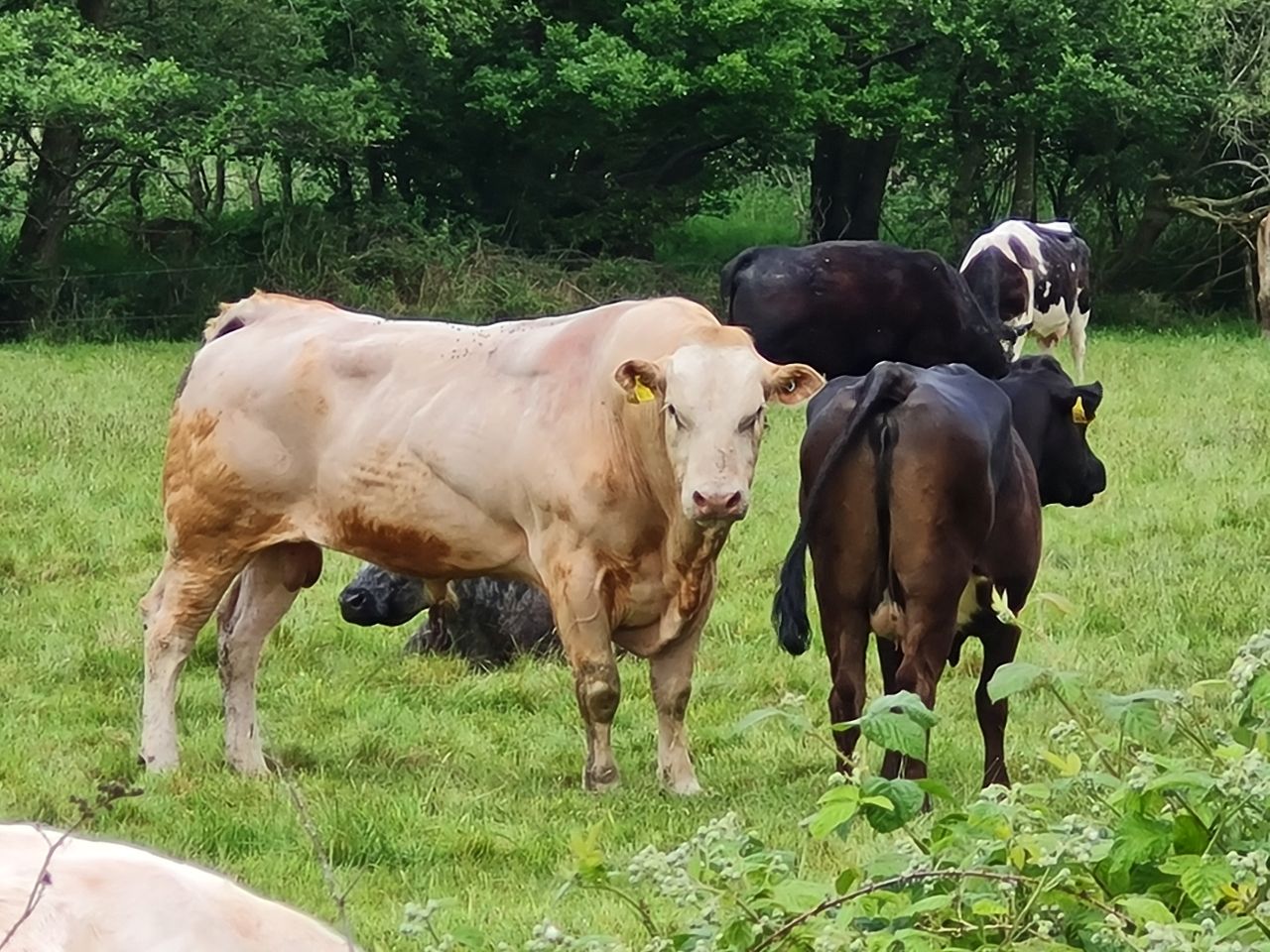 2024-05-17 21 Barsham Loop.jpg