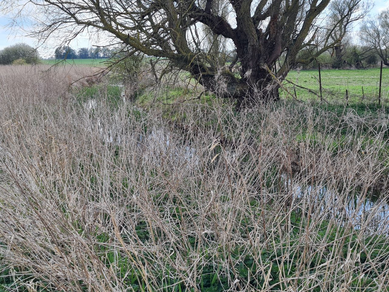 2025-04-13 40 Rickinghall and Thelnetham.jpg