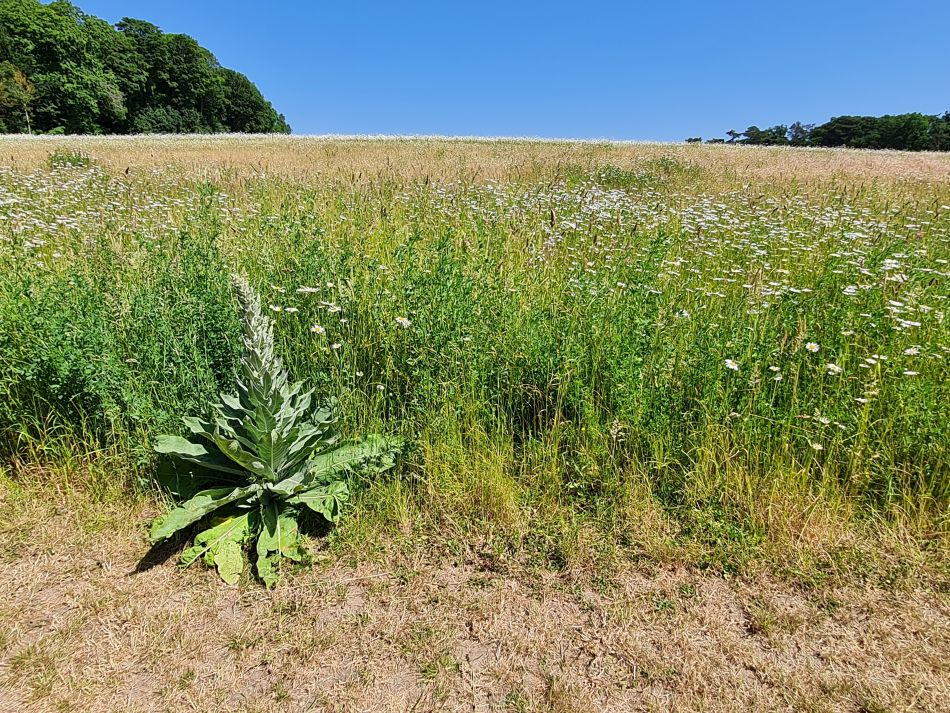 2023-06-15 12 Wensum at High Ash Farm.jpg