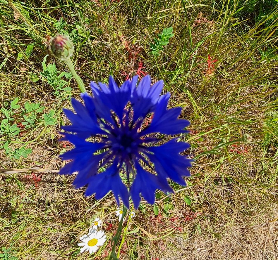 2023-06-15 14 Wensum at High Ash Farm.jpg