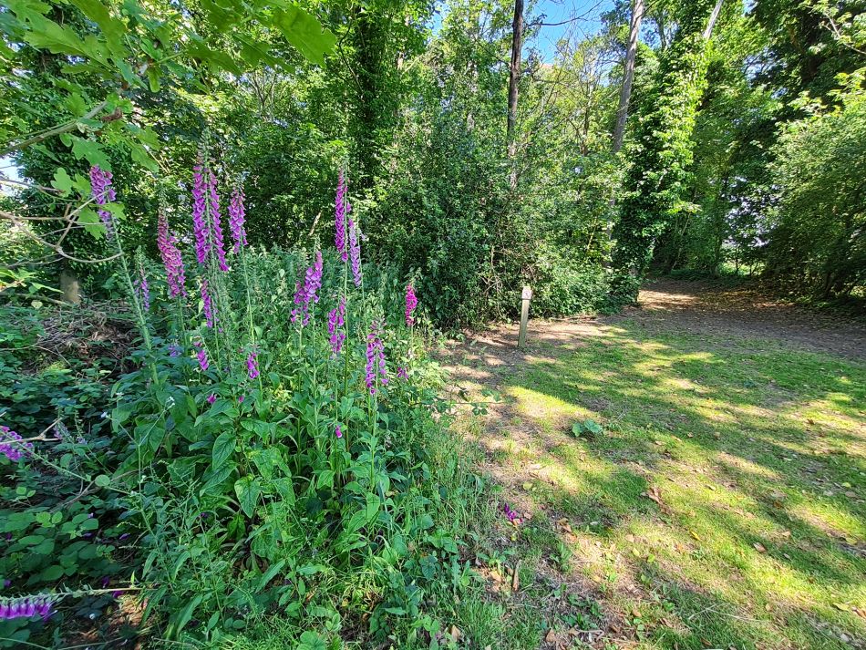 2023-06-15 16 Wensum at High Ash Farm.jpg