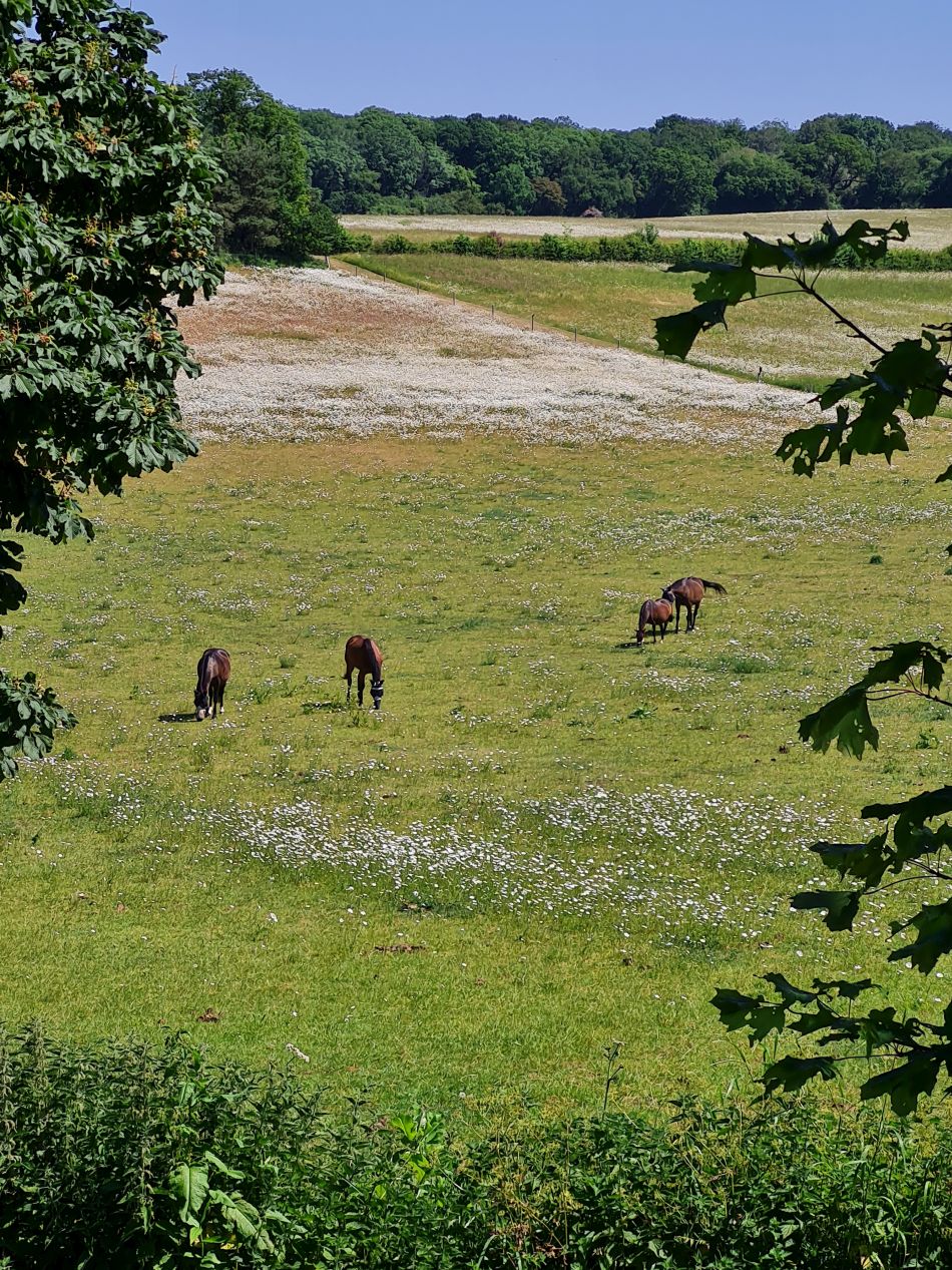 2023-06-15 18 Wensum at High Ash Farm.jpg