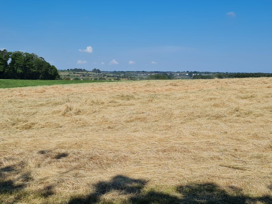 2023-06-15 20 Wensum at High Ash Farm.jpg