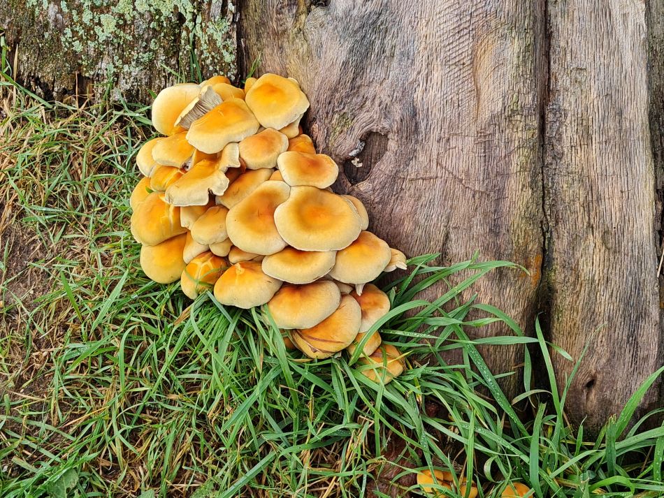 2023-11-05 13 Venta Icenorum.jpg