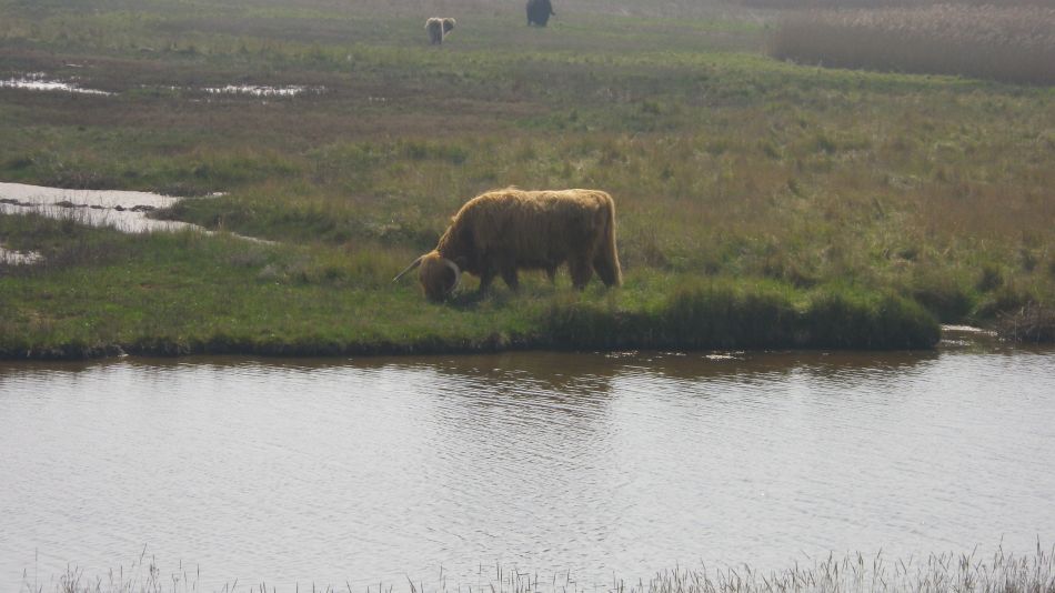 2018-04-20 25 Walberswick Southwold Tinkers Marsh.jpg