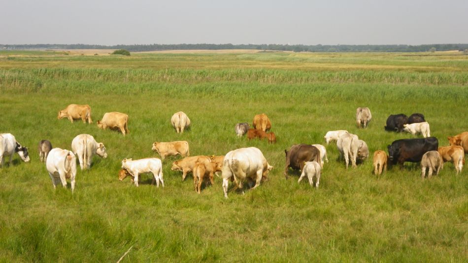 2019-07-24 02 Southwold Walberswick East Hill.jpg