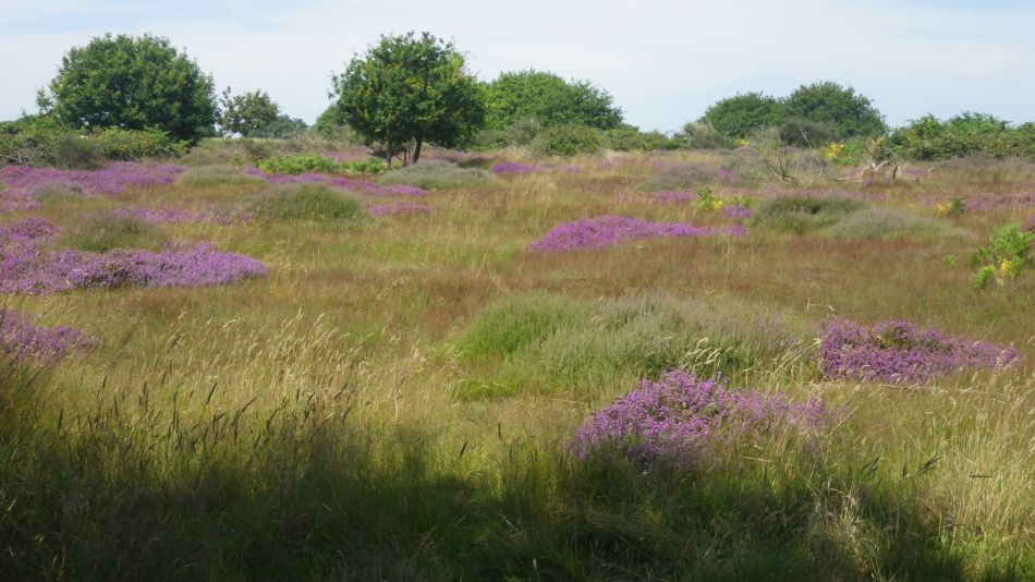 2019-07-24 04 Southwold Walberswick East Hill.jpg