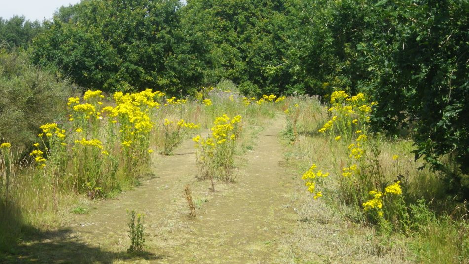 2019-07-24 05 Southwold Walberswick East Hill.jpg