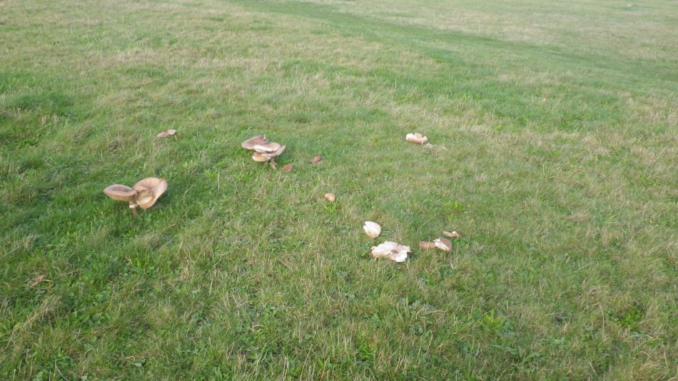 2019-10-17 02 Waveney Way 16 - Southwold and Reydon.jpg