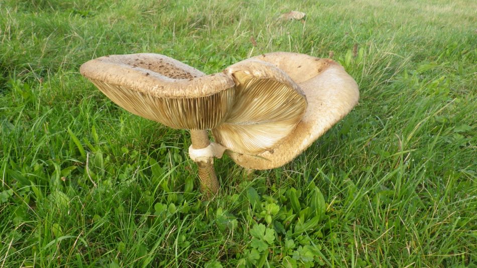 2019-10-17 03 Waveney Way 16 - Southwold and Reydon.jpg