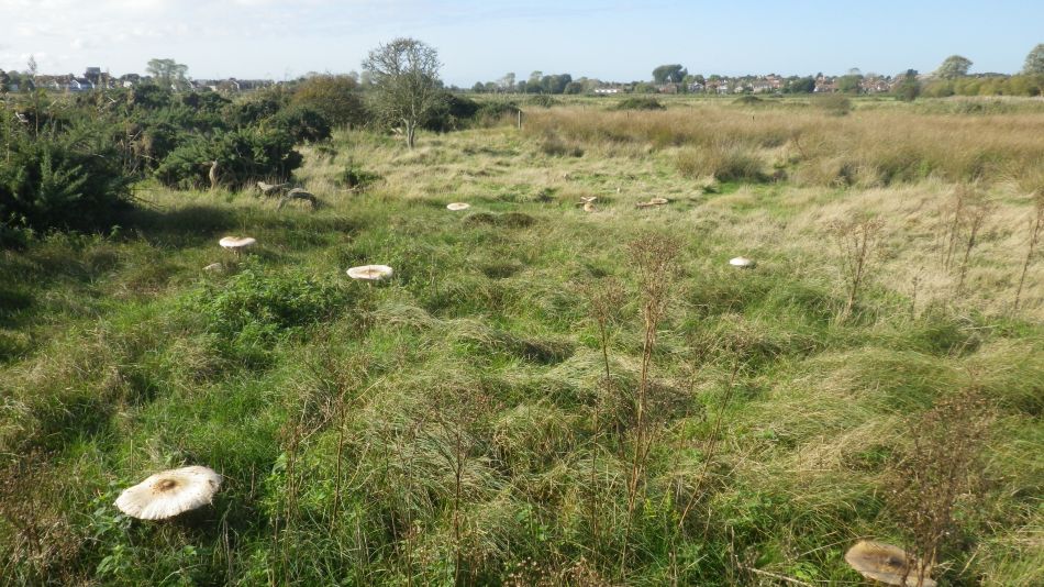 2019-10-17 09 Waveney Way 16 - Southwold and Reydon.jpg