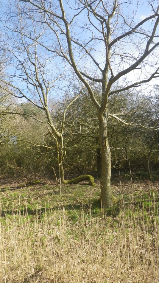 2020-03-11 08 Southwold and Walberswick.jpg