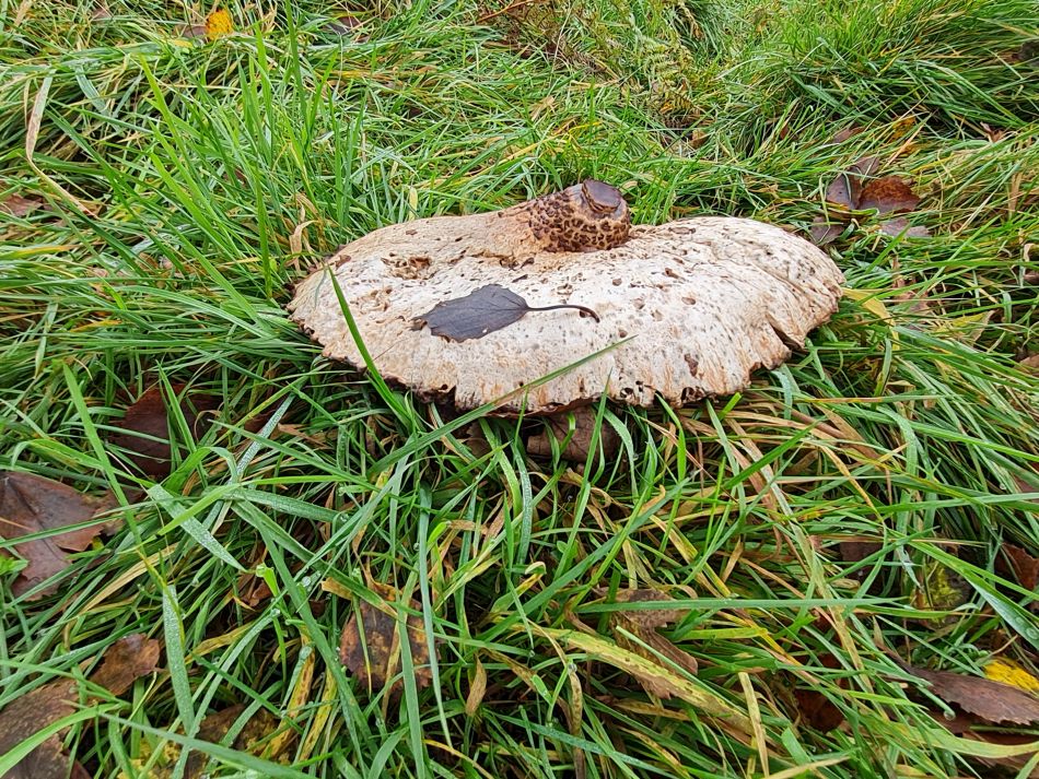 2023-11-22 09 Southwold and Walberswick.jpg