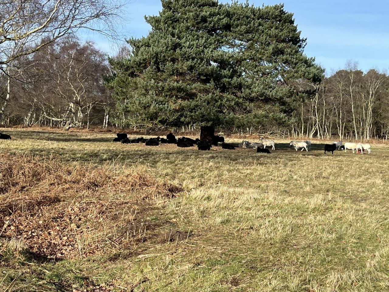 2025-01-09 10 Southwold.jpg