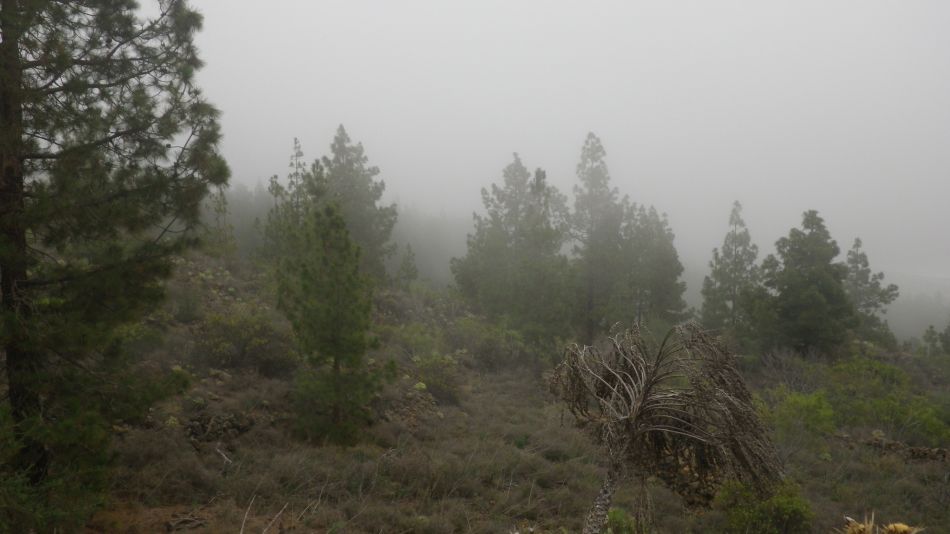 2020-01-11 05 Walk 3 Guia de Isora Restaurante las Estrellas.jpg