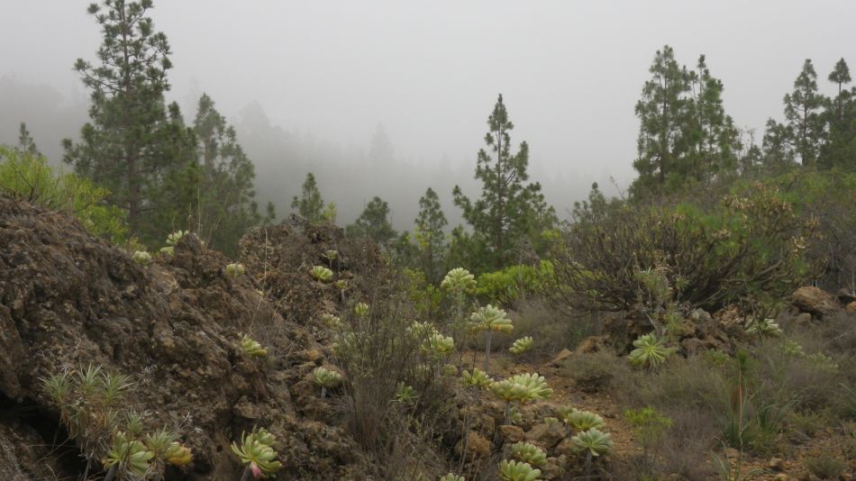 2020-01-11 06 Walk 3 Guia de Isora Restaurante las Estrellas.jpg