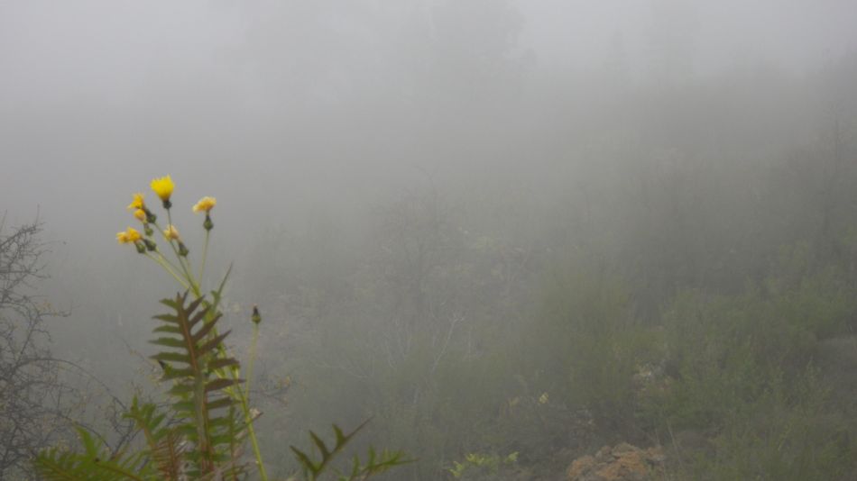 2020-01-11 07 Walk 3 Guia de Isora Restaurante las Estrellas.jpg