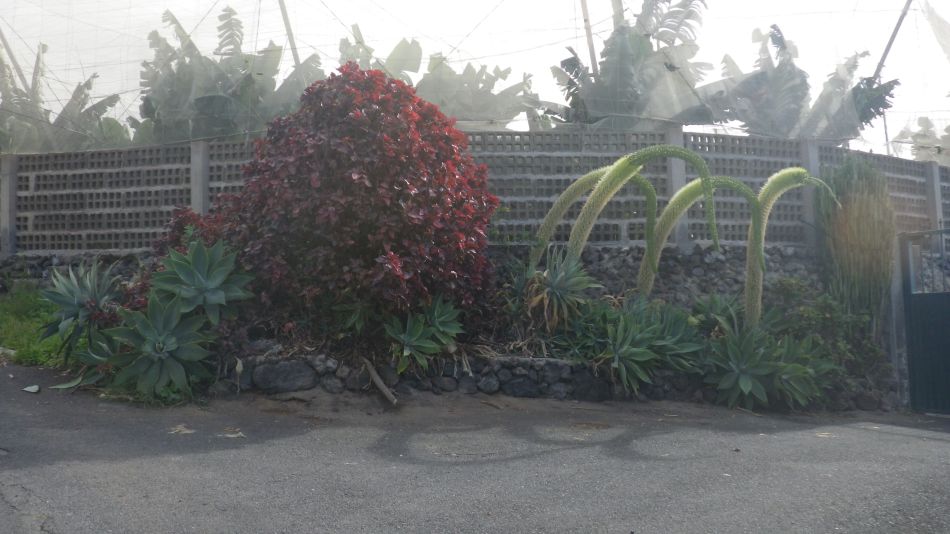 2020-01-12 10 Walk 4 Los Gigantes to Guia De Isora.jpg