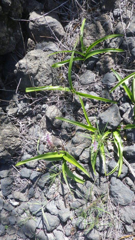 2020-01-13 05 Walk 5 Scilla.jpg