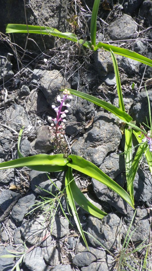 2020-01-13 06 Walk 5 Scilla.jpg