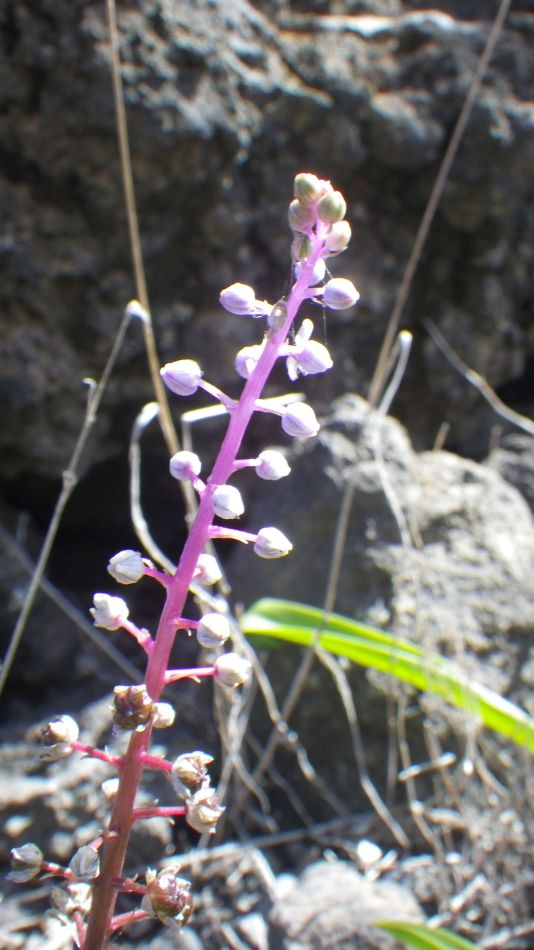 2020-01-13 07 Walk 5 Scilla.jpg