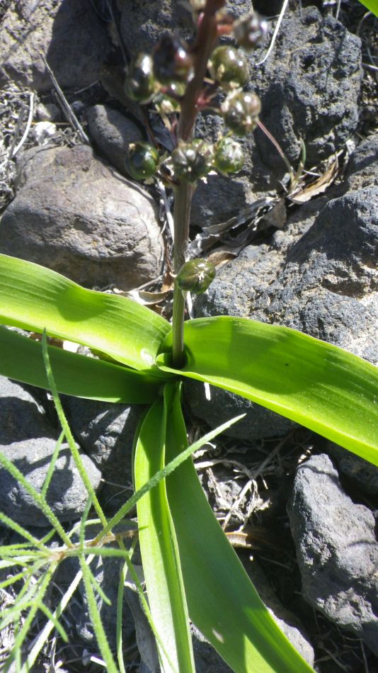 2020-01-13 09 Walk 5 Scilla.jpg