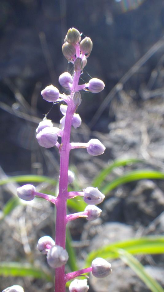 2020-01-13 10 Walk 5 Scilla.jpg