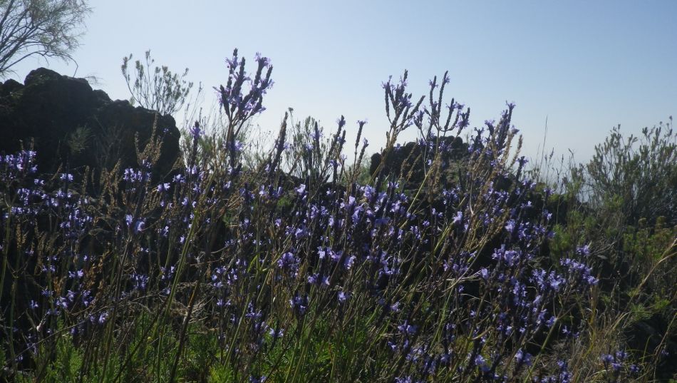 2020-01-16 04 Walk 7 Guia Chio Chiguergue.jpg