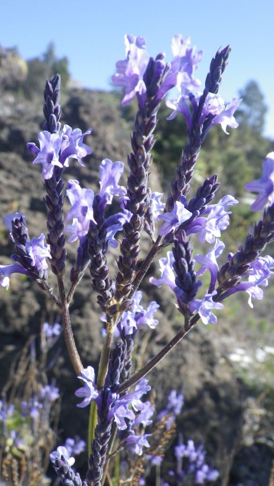 2020-01-16 05 Walk 7 Guia Chio Chiguergue.jpg