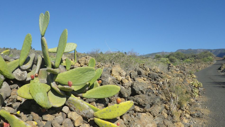 2020-01-18 02 Walk 9 Guia NW Aripe South.jpg