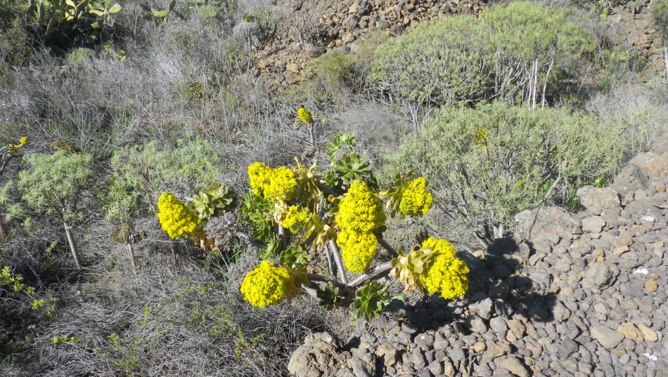 2020-01-18 03 Walk 9 Guia NW Aripe South.jpg