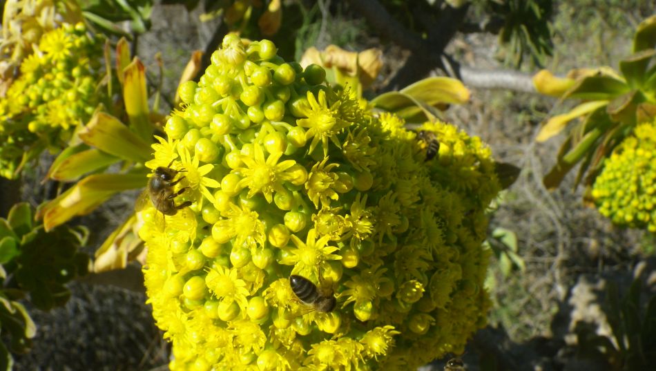 2020-01-18 04 Walk 9 Guia NW Aripe South.jpg