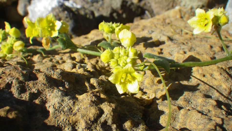 2020-01-18 05 Walk 9 Squirting Cucumber.jpg