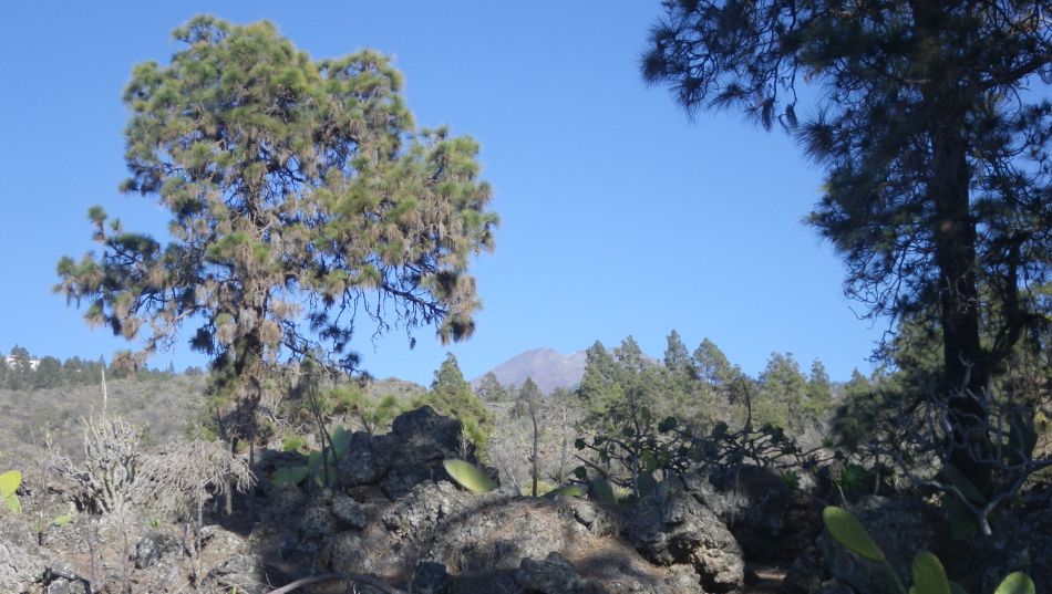 2020-01-18 06 Walk 9 Guia NW Aripe South.jpg