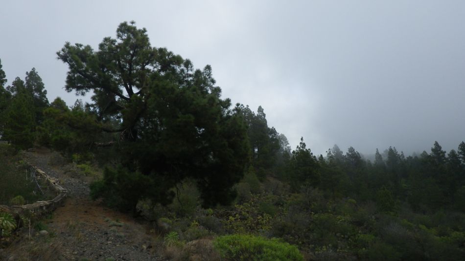 2020-01-20 07 Walk 11 Chio NE Galleria Aripe.jpg