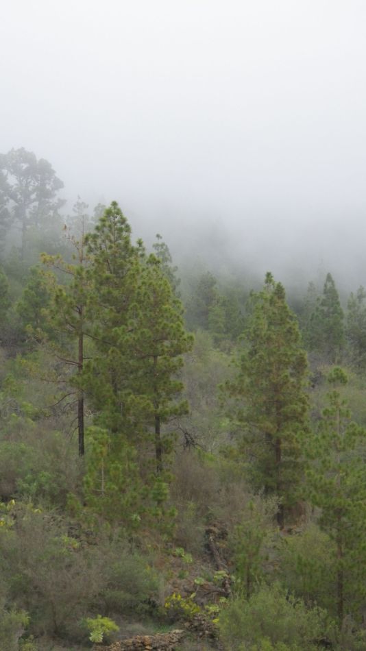 2020-01-20 09 Walk 11 Chio NE Galleria Aripe.jpg