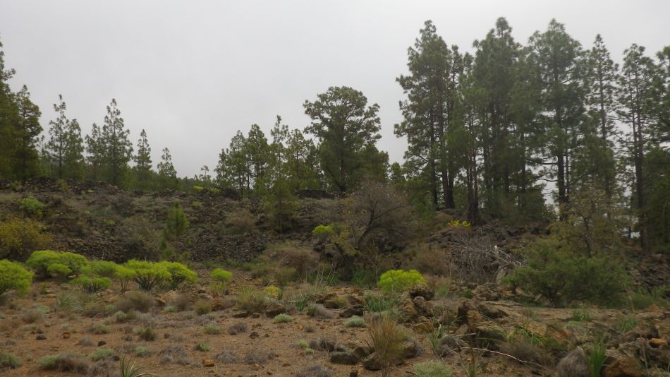 2020-01-20 10 Walk 11 Chio NE Galleria Aripe.jpg