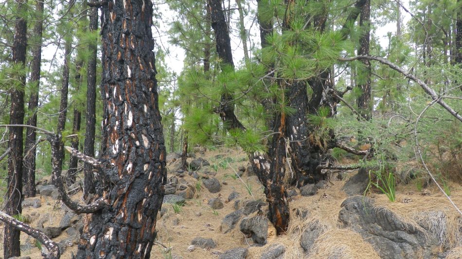 2020-01-20 12 Walk 11 Chio NE Galleria Aripe.jpg