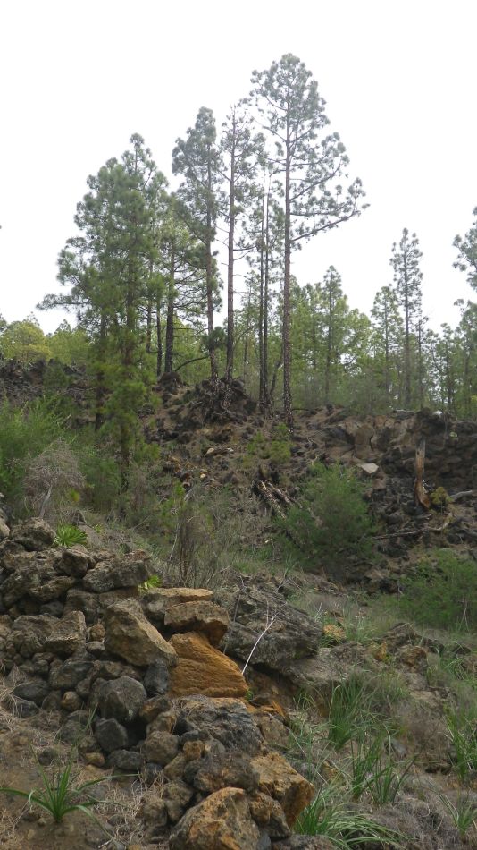 2020-01-20 13 Walk 11 Chio NE Galleria Aripe.jpg