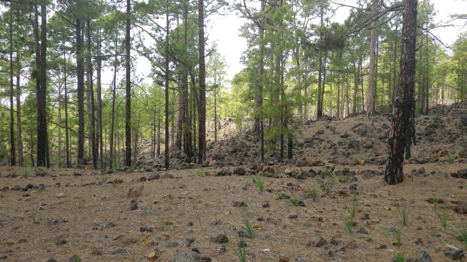 2020-01-20 14 Walk 11 Chio NE Galleria Aripe.jpg