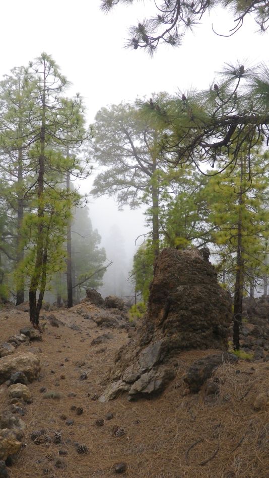 2020-01-20 19 Walk 11 Chio NE Galleria Aripe.jpg