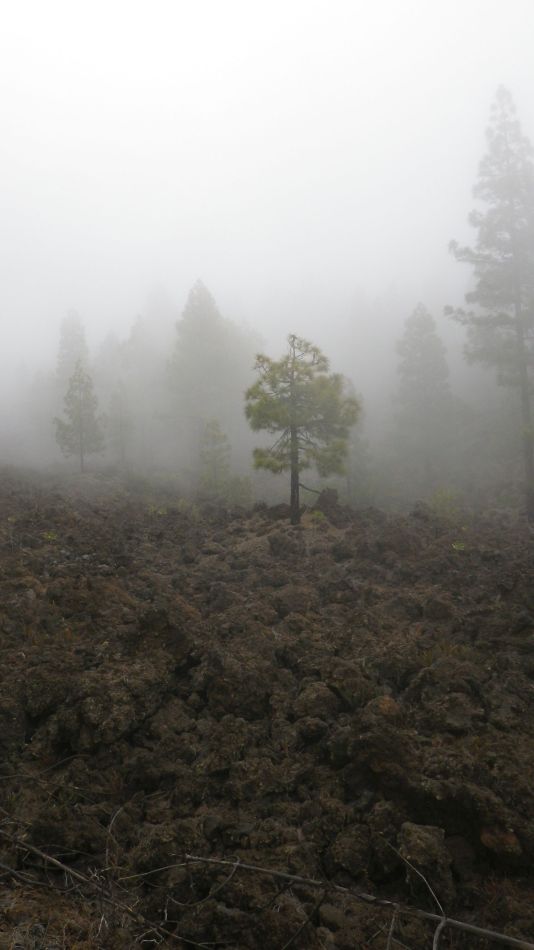 2020-01-20 20 Walk 11 Chio NE Galleria Aripe.jpg