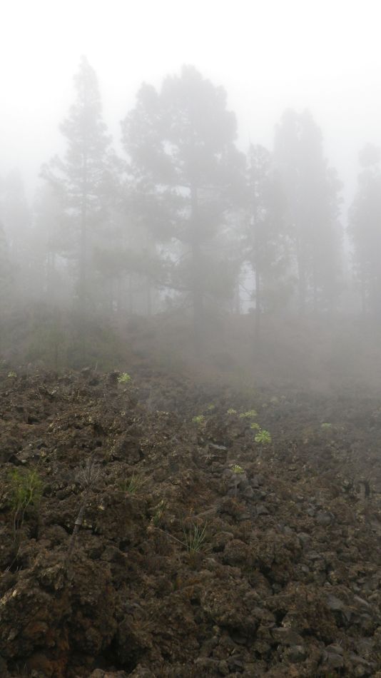 2020-01-20 21 Walk 11 Chio NE Galleria Aripe.jpg