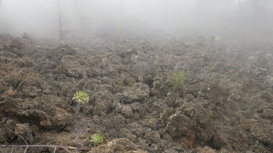 2020-01-20 22 Walk 11 Chio NE Galleria Aripe.jpg