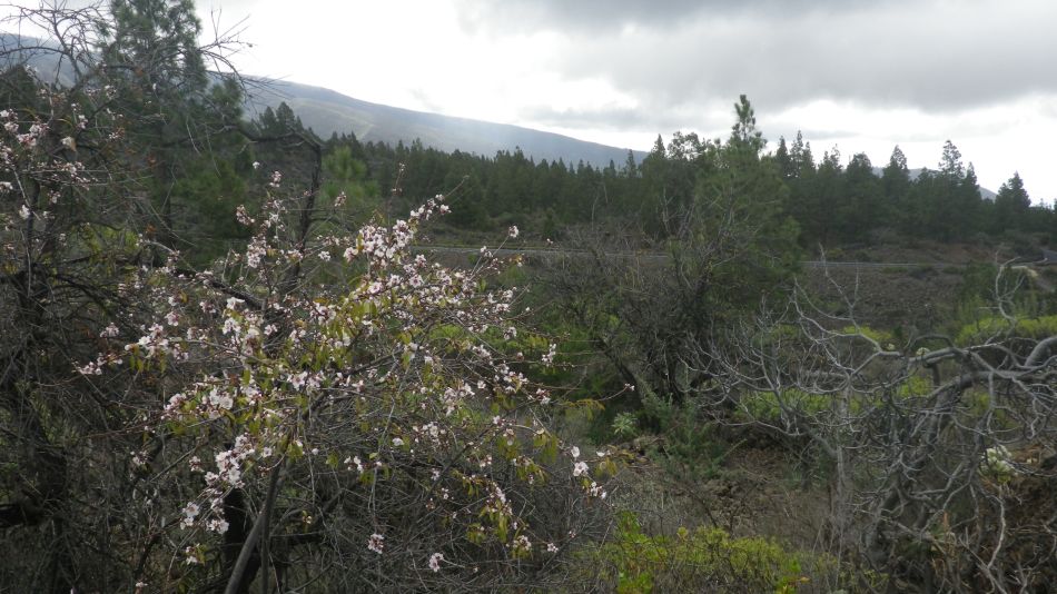 2020-01-22 07 Walk 13 Guia NE East SW West.jpg