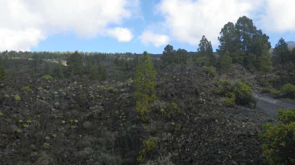 2020-01-22 10 Walk 13 Guia NE East SW West.jpg