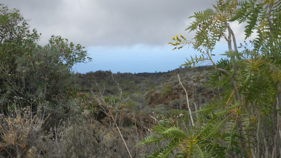 2020-01-22 11 Walk 13 Guia NE East SW West.jpg